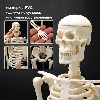 45 CM Anatomija Okostje Model Človeških Anatomskih Medicinske Naučijo Pomoči, Anatomijo človeške skeletne model Hitra Dostava Iz Ru Skladišče